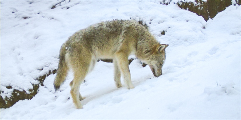 Jakthunder mest utsatt for ulveangrep